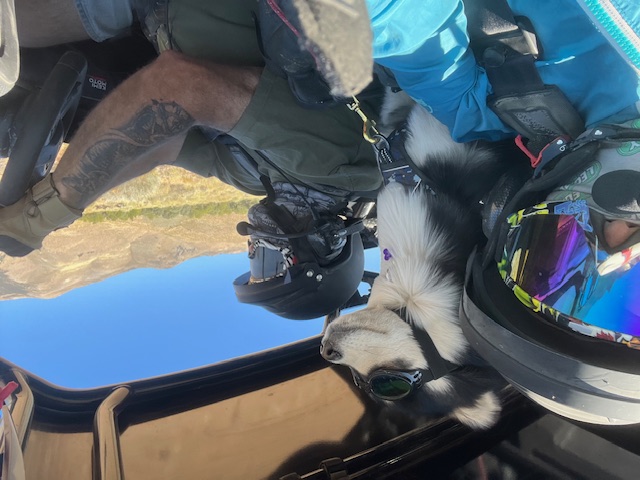 Dog with goggles on the trail