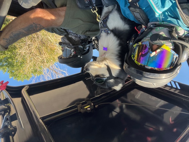 Adventurous dog wearing goggles riding in a UTV